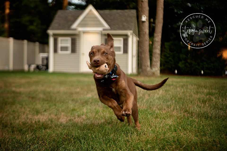 Animal Photography Series