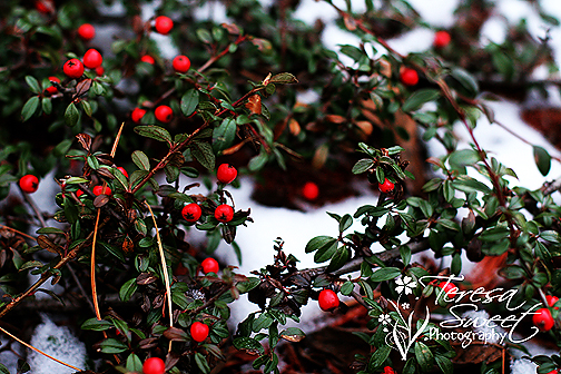 holiday-bokeh-004-web holiday-bokeh-004-web