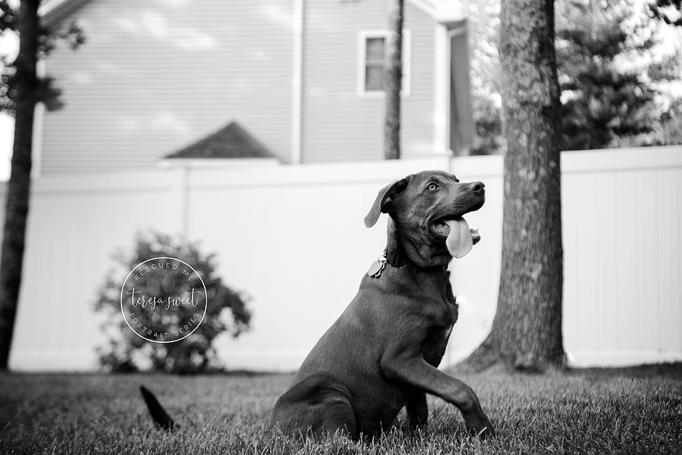 Roscoe Dog Photography Puppy Adoption