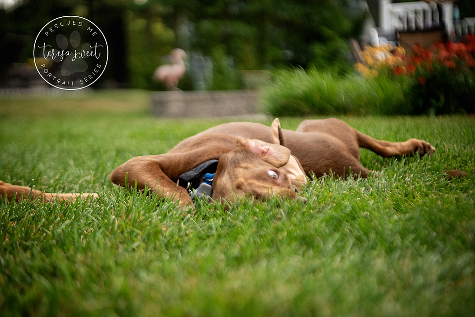 Fun Dog Photography Rescued Me Portraits