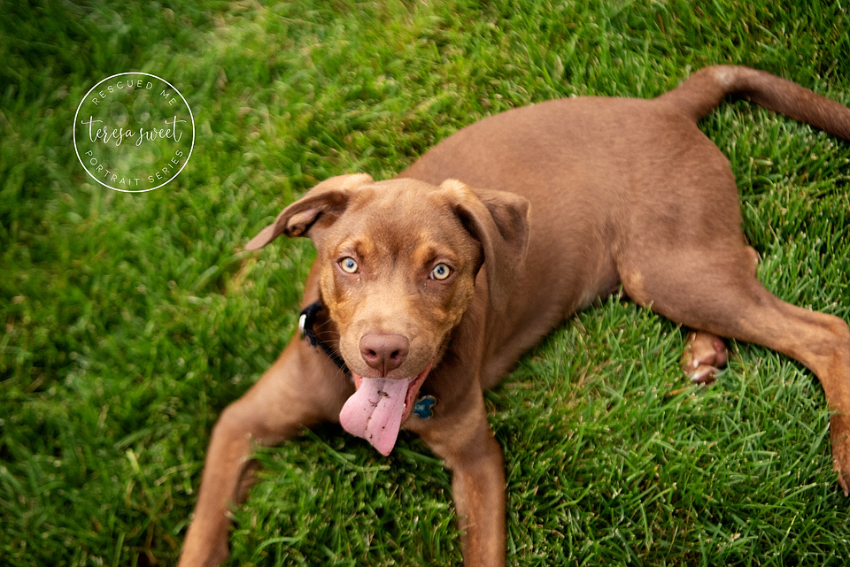 Puppy Portrait Series Dog Portrait Series