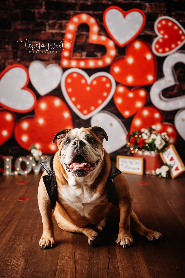 RI Newborn Photographer, RI Family Photographer, RI Pet Photographer, New England Newborn Photographer, New England Family Photographer, RI Maternity Photographer