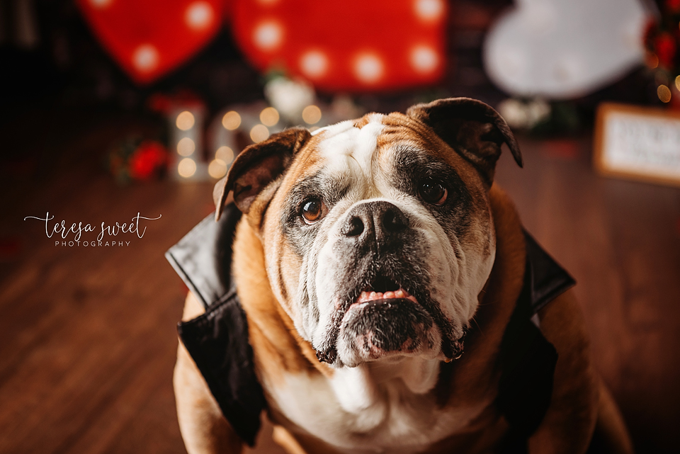 RI Family Photographer, RI Newborn Photographer, RI Pet Photographer, RI Maternity Photographer